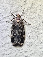 Barea codrella