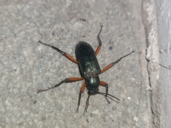 Strongylium erythrocephalum