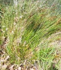 Juncus kraussii