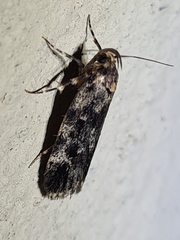 Barea codrella