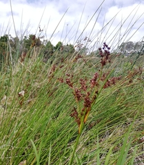 Juncus kraussii