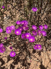 Lampranthus emarginatus