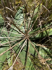 Ammocharis longifolia