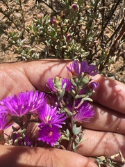 Lampranthus emarginatus