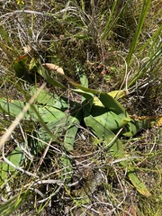 Ammocharis longifolia