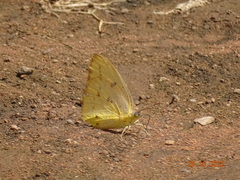 Catopsilia florella