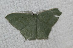 Maxates centrophylla