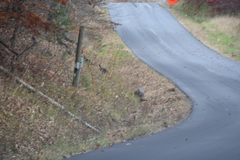 Meleagris gallopavo silvestris