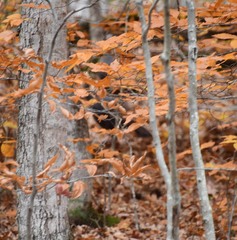 Meleagris gallopavo silvestris