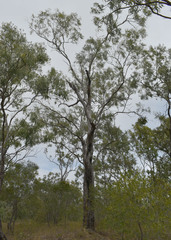 Eucalyptus leptophleba