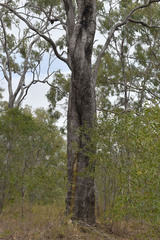 Eucalyptus leptophleba
