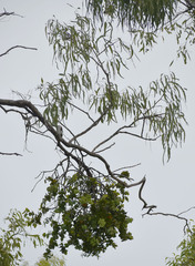 Eucalyptus leptophleba