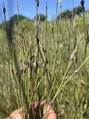 Restionaceae