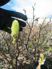 Salix lanata