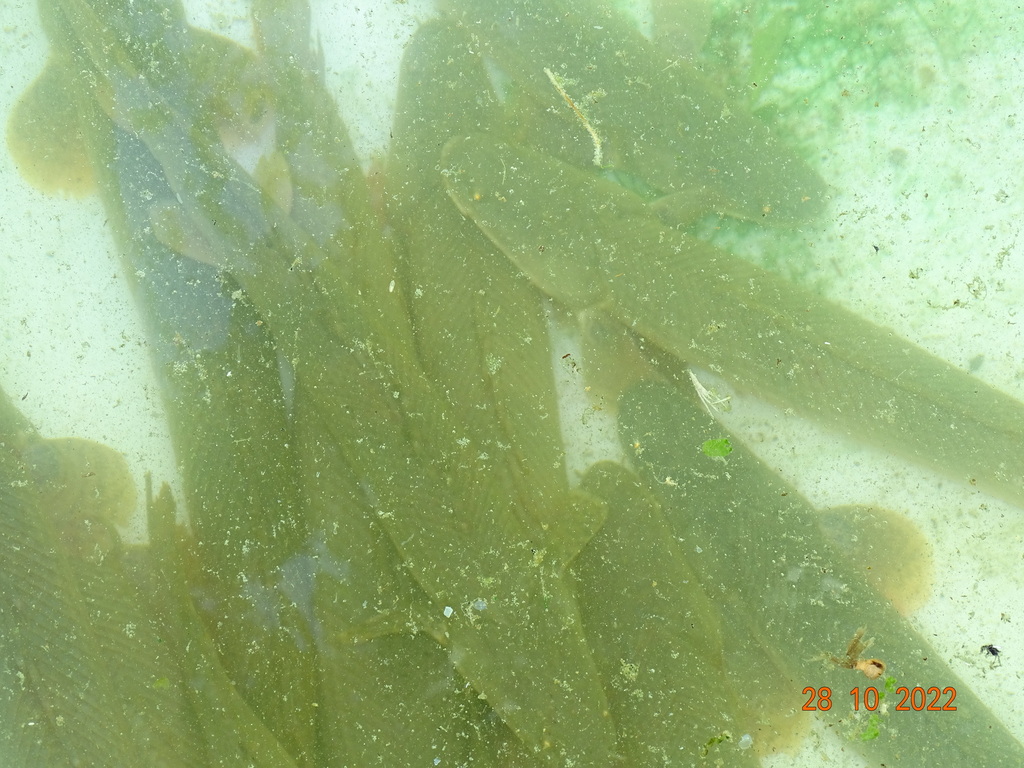 Bichir (Polypterus bichir) — Polypteridae