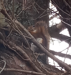 Tamiasciurus hudsonicus abieticola