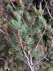 Pinus banksiana image