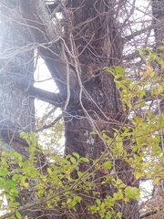 Tamiasciurus hudsonicus abieticola