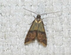 Hemibela oxyptera