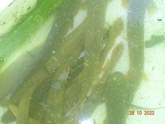 Nile Bichir photo 3