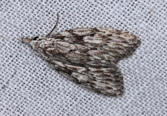 Nola vernalis