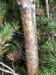 Pinus banksiana image