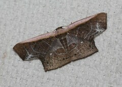 Tessarotis rubrata
