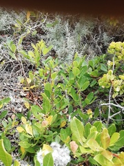 Searsia laevigata laevigata
