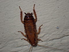 Drymaplaneta semivitta