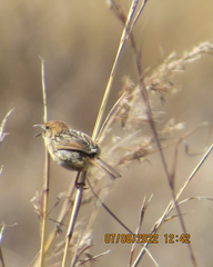 Cisticola tinniens
