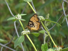 Precis octavia octavia