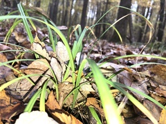 Carex typhina