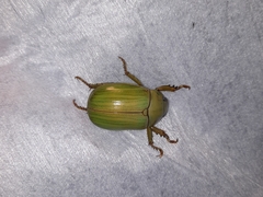 Pelidnota prasina