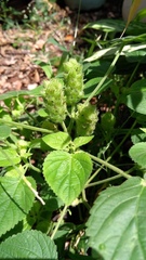 Lepechinia caulescens