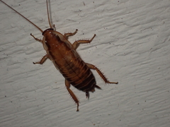 Drymaplaneta semivitta