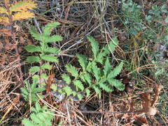 Potentilla longifolia