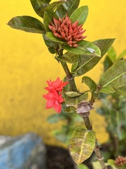 Ixora coccinea