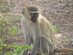 Chlorocebus tantalus