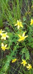 Hypericum aethiopicum