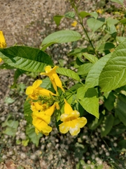 Tecoma castanifolia