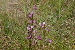 Diuris punctata