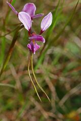 Diuris punctata