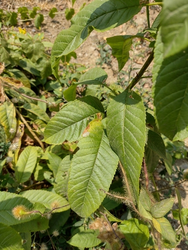 Tecoma castanifolia