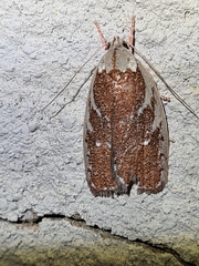 Euchaetis rhizobola