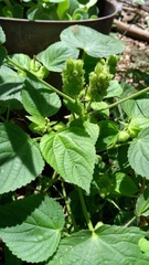 Lepechinia caulescens