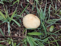 Stropharia coronilla