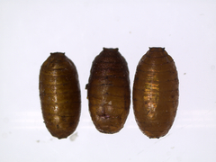 Rhagoletis cingulata