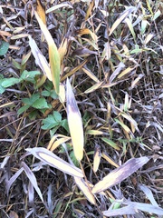 Chasmanthium latifolium