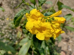 Tecoma castanifolia