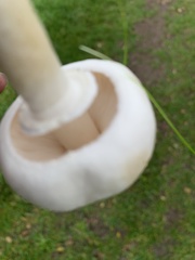 Leucoagaricus leucothites